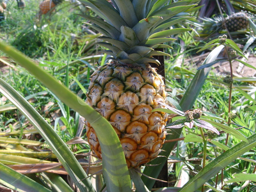 파인애플,pineapple,식물,plant,fruit,과일,food,음식,과일,열매,fruit