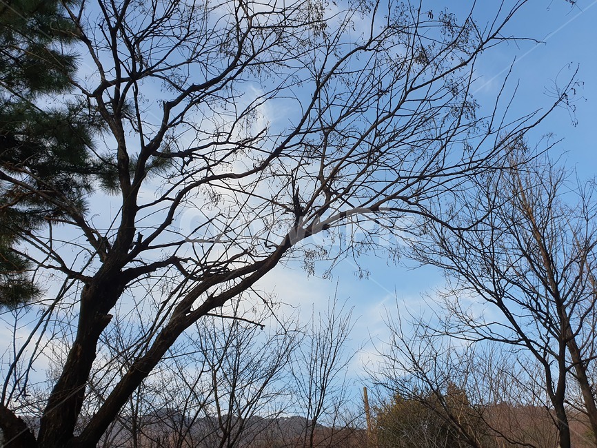 푸른하늘,겨울하늘,하늘나무,구름하늘,나무,tree
