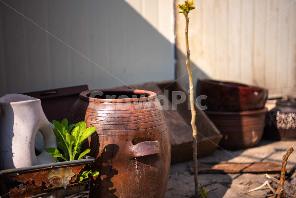 pottedplant,화분,jar,항아리,pottery,도기류,vase,병장식,plant,식물,도자기,한국전통,한국문화,korean traditional,korean culture