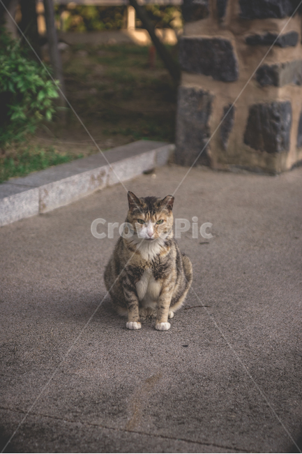 고양이,길냥이,냥이,cat,pet,동물,근엄,무거움,동물,animal,포유류,mammal,고양이,cat,kitten,kitty