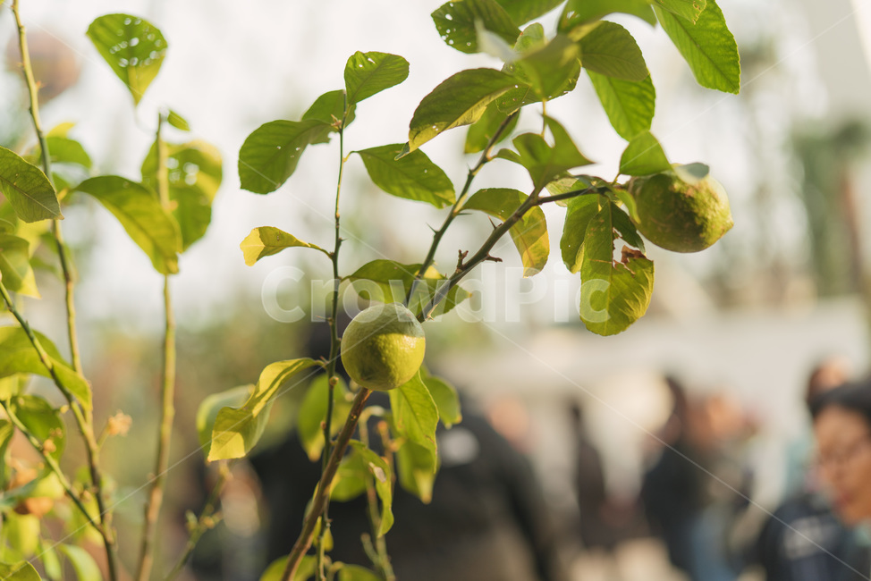 자연광,레몬,가지,잎,초록,자연,야외,식물,자연,plants,nature,과일,열매,fruit