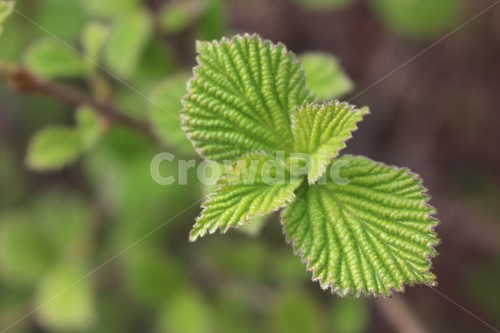 잎,잎사귀,새싹,초록,봄,leaf,spring,green,bud