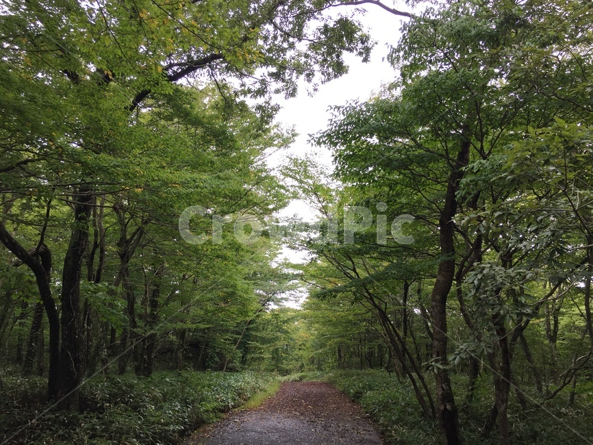 숲,길,나무,풍경,자연,자연,풍경,nature,landscape,gravel,자갈,dirt road,흙길,road,도로,ground,바닥