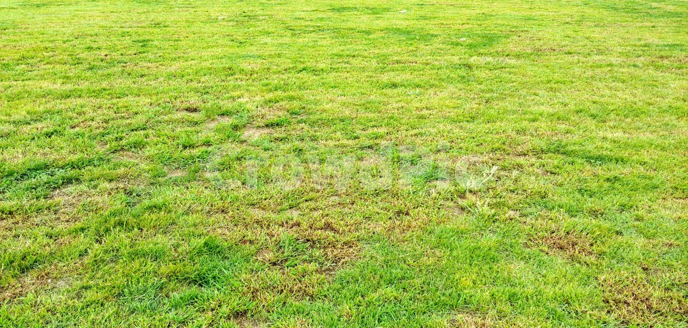 plant,식물,grass,잔디,초록