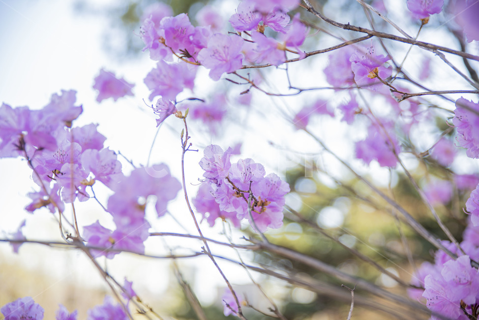 진달래,봄꽃,핑크,분홍,꽃나무,plant,식물,식물,자연,plants,nature,꽃,flower