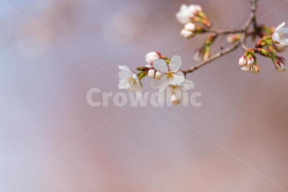 벚꽃,봄,사쿠라,벚꽃나무,꽃,봄꽃,봄,계절,spring,season,식물,자연,plants,nature,꽃,flower,plant