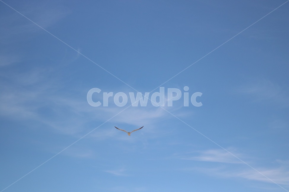 여름,하늘,파랑,구름,흰색,갈매기,동물,새,조류,summer,natsu,sky,sora,blue,ao,cloud,kumo,white,shiro,gull,kamome,animal,doubutsu,bird,tori,동물,animal,조류,새,birds
