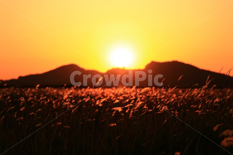 일몰,수섬,삘기꽃,삘기,화성,해넘이,노을,sunrise,역광,자연,풍경,nature,landscape,실루엣,그림자,silhouette,shadow,grass,잔디,plant,식물,light,빛,flare,플레어,outdoors,옥외