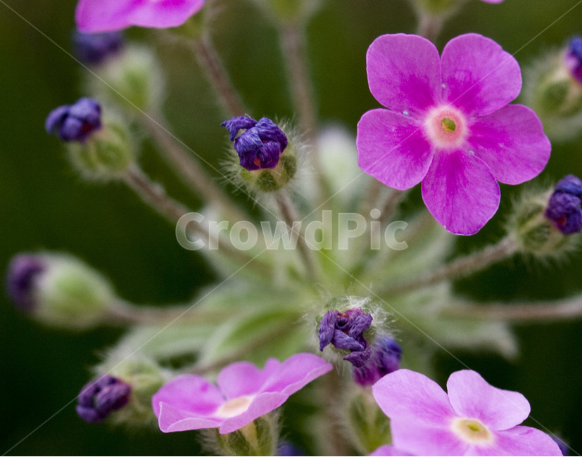 꽃,아웃포커싱,별꽃,flower,자연,식물,자연,plants,nature,꽃,flower
