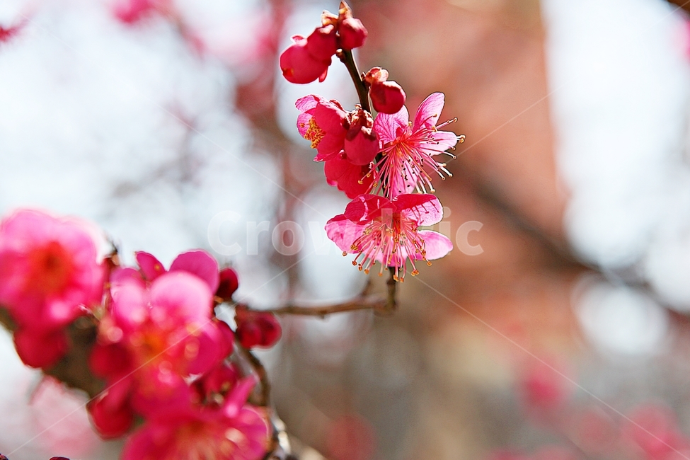 홍매화,매화,꽃,봄꽃,붉은꽃,식물,자연,봄,봄,계절,spring,season