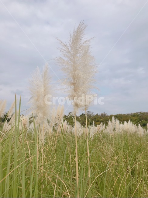 plant,식물,grass,lawn,잔디,갈대,reed,식물,자연,plants,nature