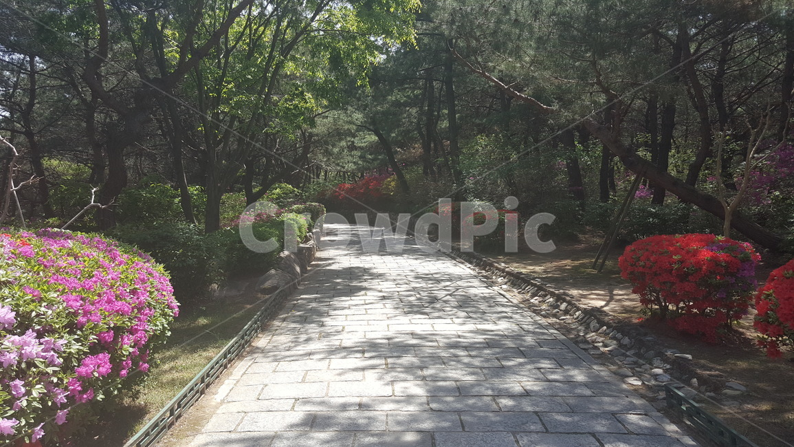 길,산책로,식물,꽃,나무,철쭉,봄