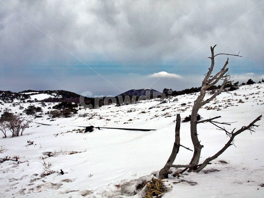 어리목,한라산,제주도,겨울산,겨울,설화,눈,설경,고사목,괴목,겨울,계절,winter,season,자연,풍경,nature,landscape,wood,나무