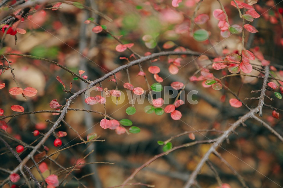 명자나무,꽃,풀,붉은,빨간,잎사귀,식물,자연,plants,nature