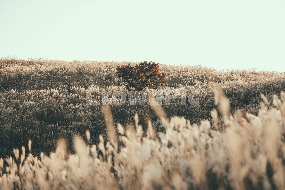 plant,식물,억새,가을,나무,tree,왕따나무,황매산,들판,가을,계절,fall,autumn,season,자연,풍경,nature,landscape,grass,잔디,lawn