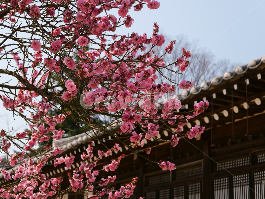 flower,꽃,blossom,벚꽃,cherryblossom