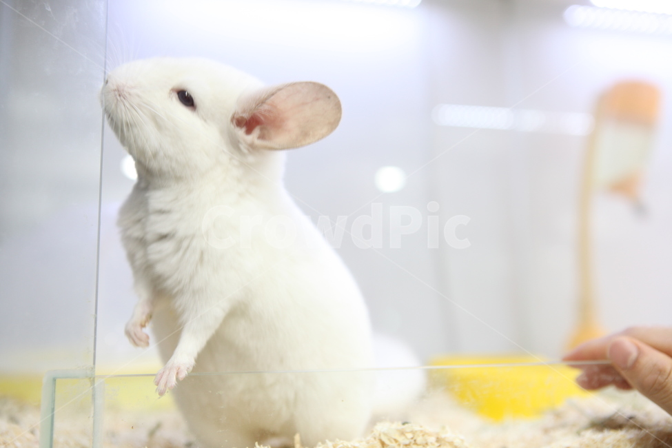 쥐,동물,animal,mouse,white,쥐띠,2020년,동물,animal,포유류,mammal