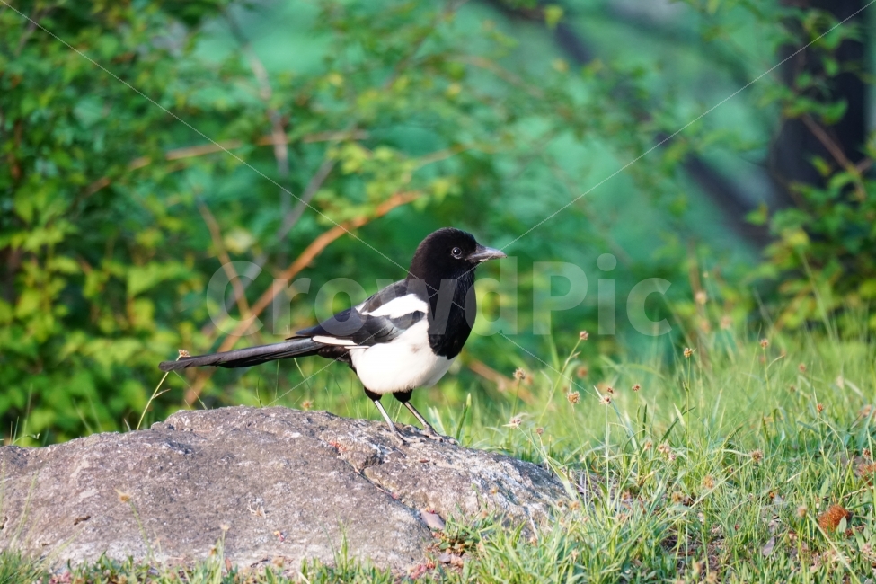 까치,조류,새,동물,자연,나무,돌,바위,식물,풀,잔디,bird,animal,nature,동물,animal,조류,새,birds