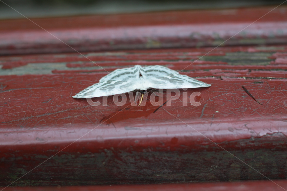 만주흰갈고리나방,고리나방,나방,moth,왕갈고리나방,동물,animal,곤충,벌레,insect,bug