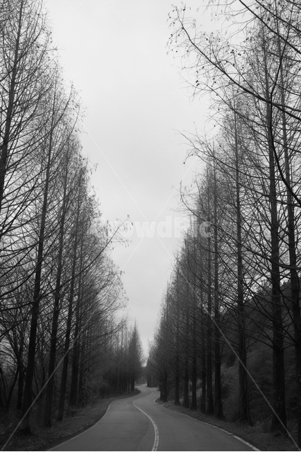 sequire,sequoia,blackandwhite,sequiretree,mountainroad,winter,mountain path,mountainpath,Grayscale,monotone