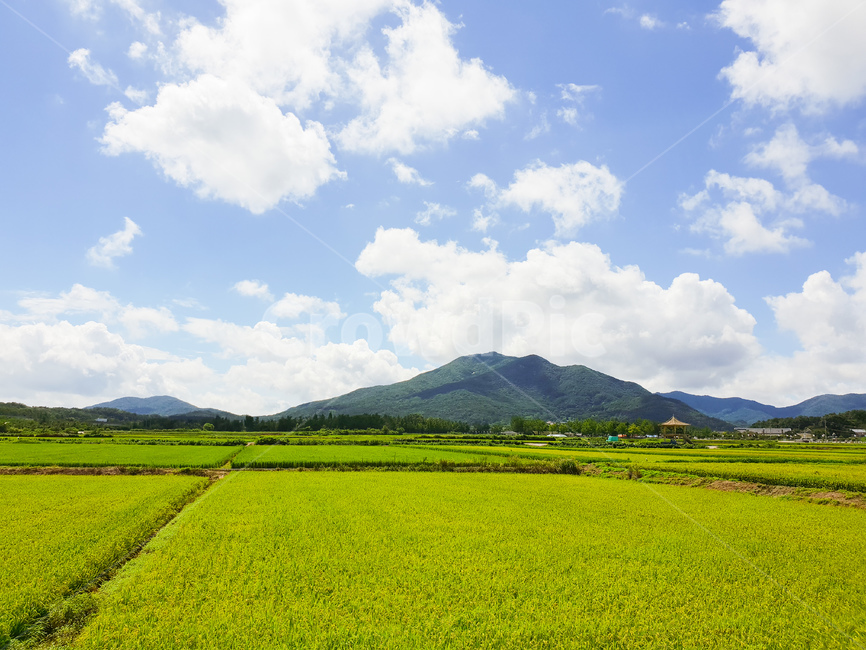 논,벼,하늘,구름,풍경,산,자연,자연,풍경,nature,landscape,grassland,목초지,field,들,outdoors,옥외