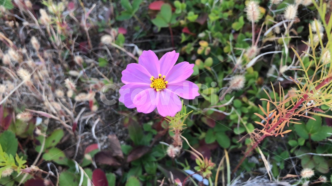 plant,식물,꽃,코스모스,가을
