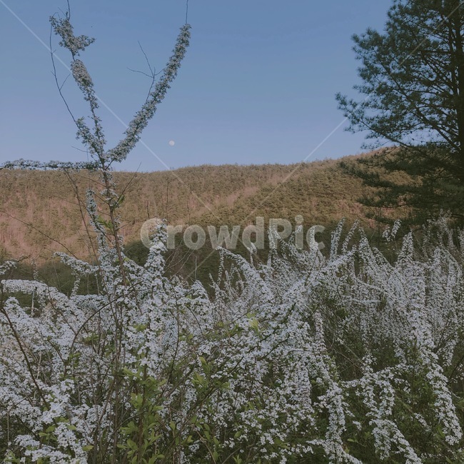 꽃,밭,하늘,산,달