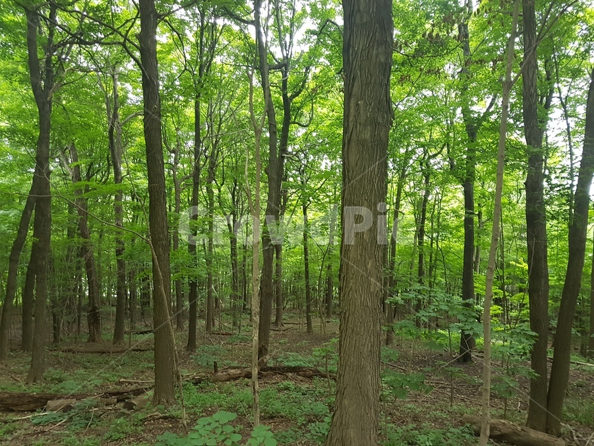 나무,숲,자연,초록,힐링,자연,풍경,nature,landscape,vegetation,초목,woodland,삼림지,plant,식물,forest,land,땅,outdoors,옥외,tree,grove,작은 숲