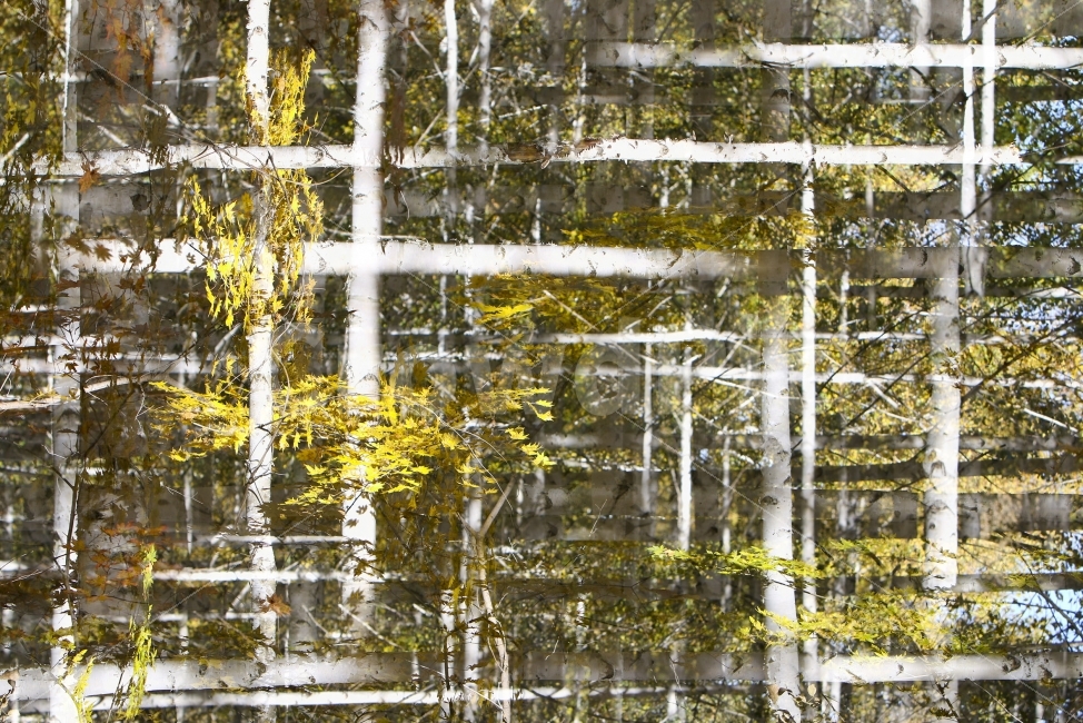 자작나무,다중촬영,원대리자작나무,격자다중촬영,가을사진,식물,자연,plants,nature,나무,trees,wood,연출,컨셉,콘셉,direction,concept