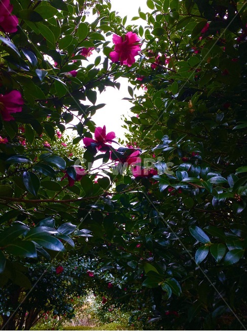 leaf,잎,plant,식물,동백,꽃,겨울,하늘,나뭇잎