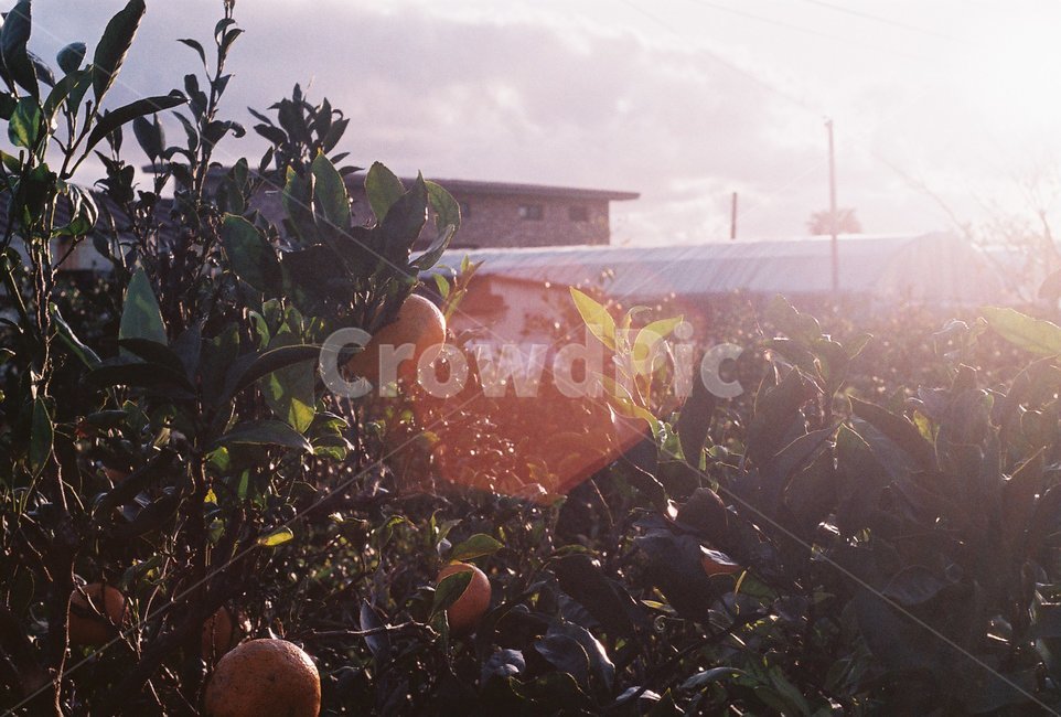 plant,식물,fruit,과일,flare,필름사진,감성사진,휴식,힐링,rest,relaxation,healing