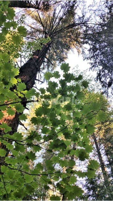 밀림,나무,나뭇잎,식물,자연,앙각촬영,식물,자연,plants,nature,나무,trees,wood