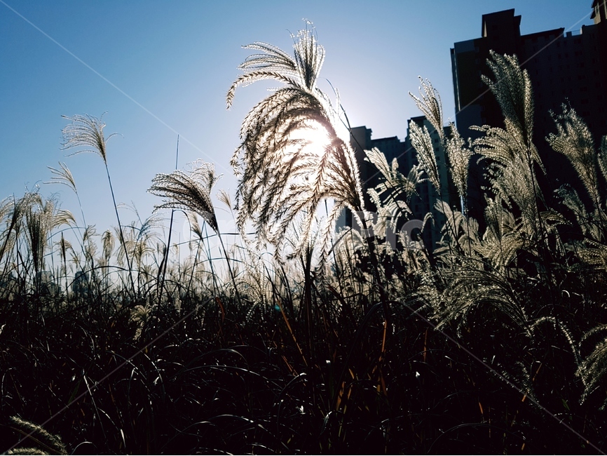 억새,가을,햇빛,햇살,풍경,가을,계절,fall,autumn,season,도시,풍경,city,landscape,한국도시풍경,한국도시경관,korea cityscape,grass,잔디,plant,식물,lawn,reed,갈대