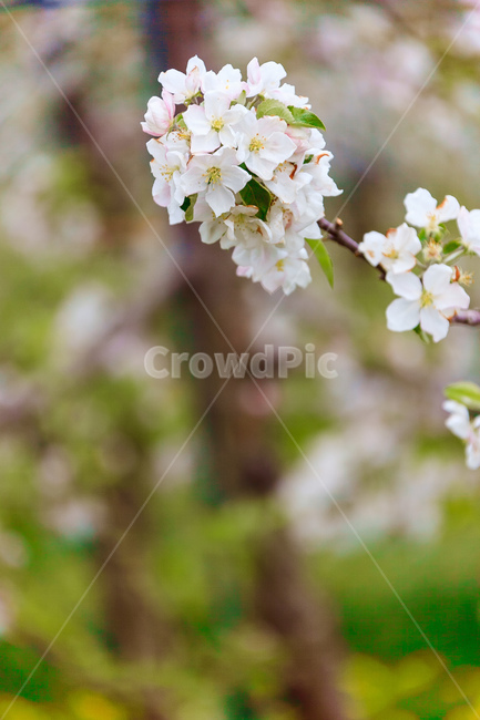 사과꽃,하늘,꽃,과일꽃,정원,식물,자연,plants,nature,꽃,flower