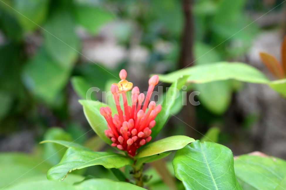 익소라,익소라꽃,꽃,식물,나무,자연,붉은색꽃,나뭇잎,빨간색꽃,식물,자연,plants,nature,꽃,flower