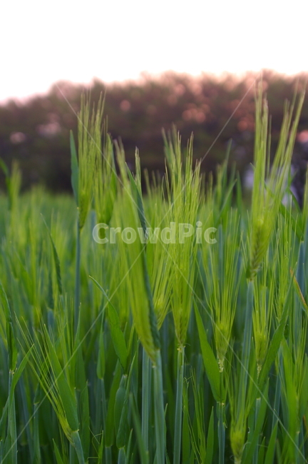 보리,보리밭,식물,plant,초록