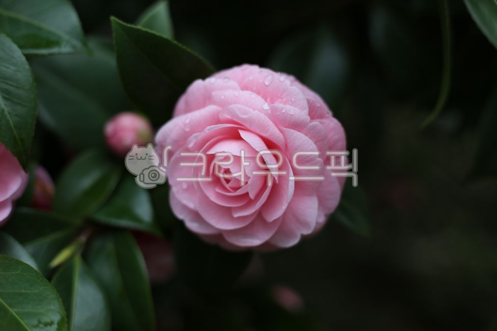 동백꽃,동백,핑크동백,핑크동백꽃,camelia,flower,꽃,비온뒤,핑크꽃,분홍동백,pinkcamelia