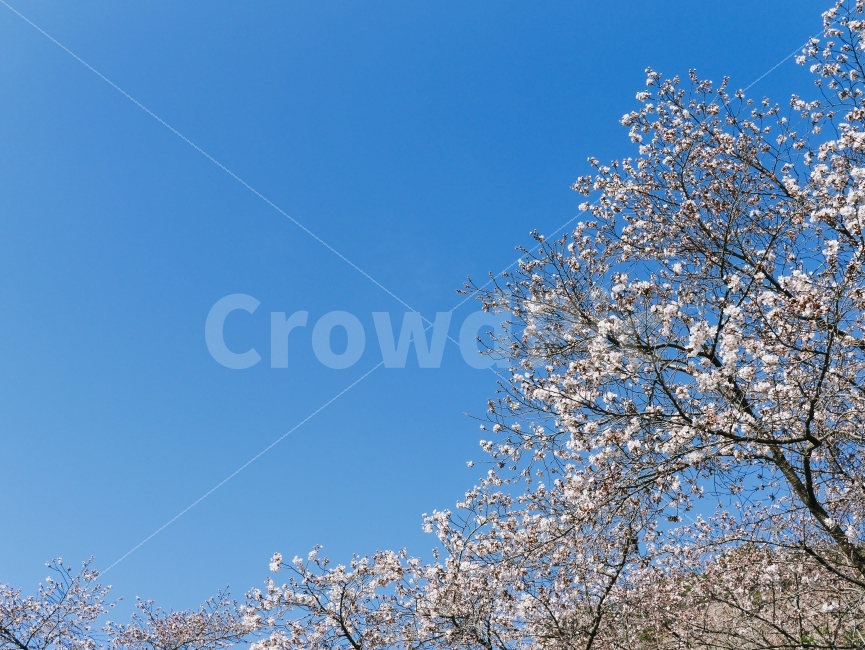 벚꽃,벚꽃사진,풍경,봄,봄풍경,사진,봄,계절,spring,season,식물,자연,plants,nature,꽃,flower,나무,trees,wood,plant