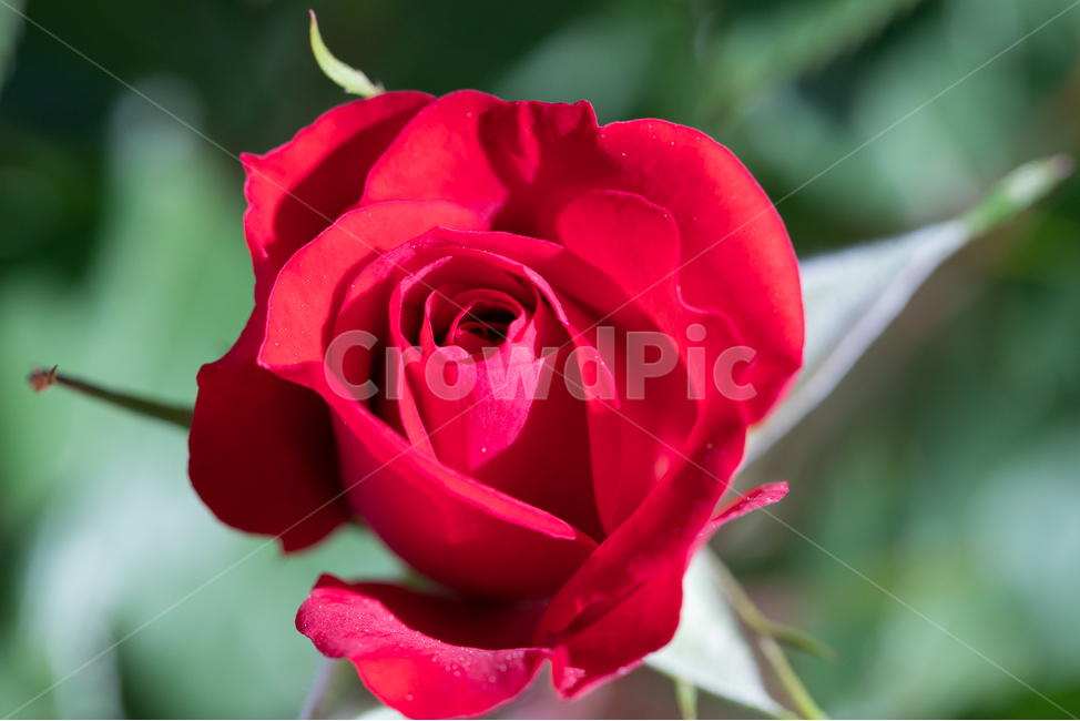 자연,꽃,장미,붉은색,rose,붉은장미,봄,계절,spring,season,식물,자연,plants,nature,꽃,flower,plant,blossom