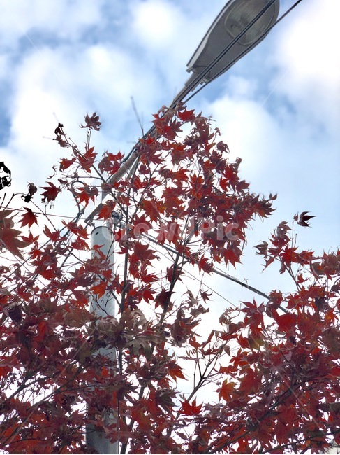 단풍,구름,가로등,나무,단풍나무,가을,계절,fall,autumn,season,leaf,잎,plant,식물,tree,maple
