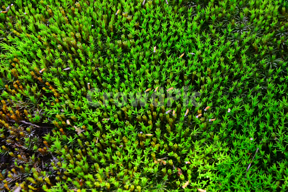 이끼,자연,생태,무공해,식물,moss,natural,green,선태식물,습지,청정,작은,식물,자연,plants,nature