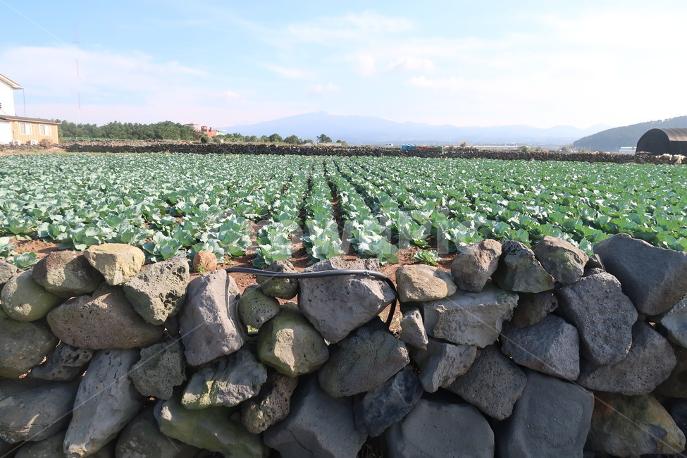 양배추,양배추밭,시골풍경,가을,농사,밭담,제주,제주가을,rubble,파편,돌,농업,농사,agriculture,farming,farming industry