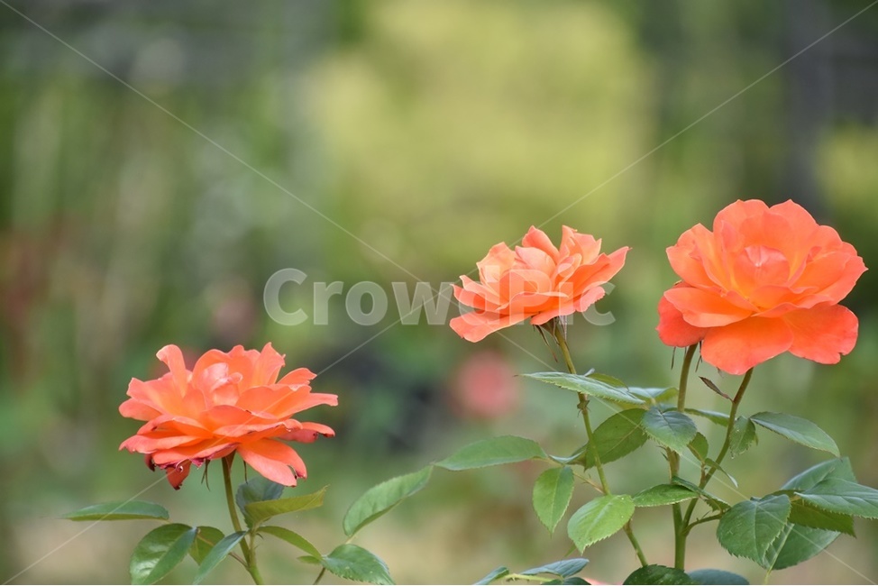 장미,넝쿨장미,유월장미,장미정원,꽃,식물,자연,plants,nature,꽃,flower