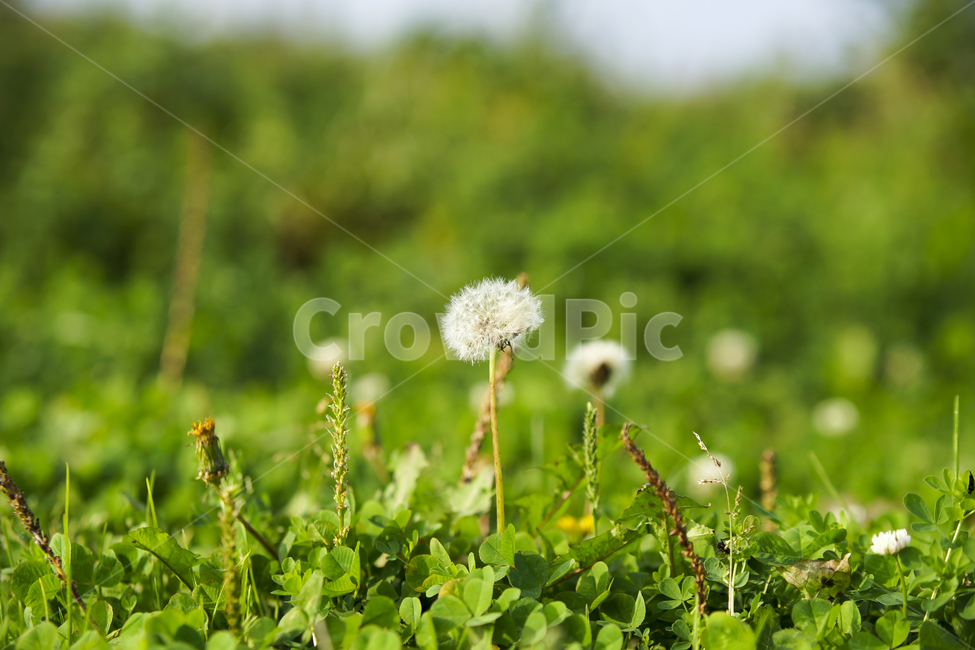 민들레,민들레꽃씨,민들레꽃,매크로,녹색풀,식물,자연,plants,nature