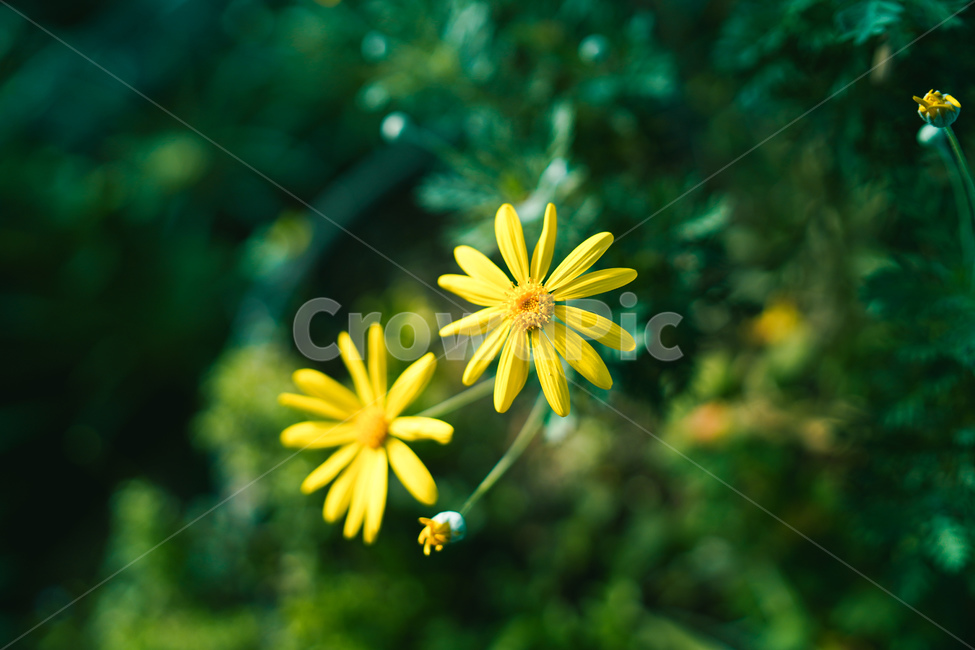 plant,식물,daisies,flower,데이지,daisy,꽃,blossom,식물,자연,plants,nature,꽃,flower
