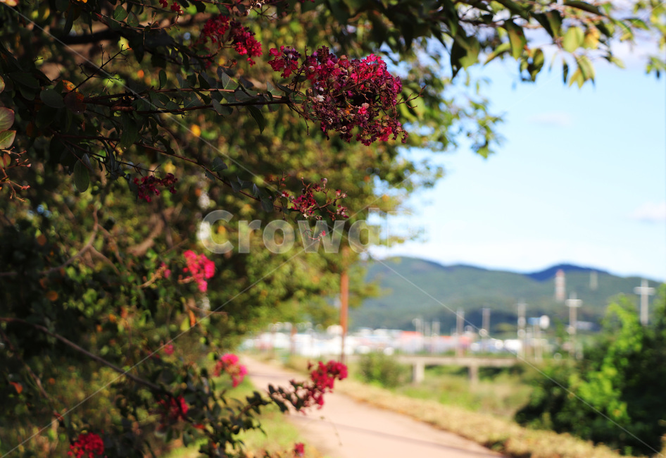 tree,나무,plant,식물,길