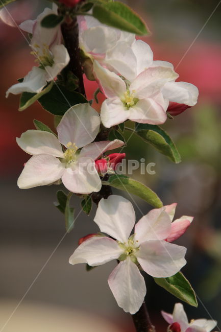 사과,꽃,봄,과일꽃,봄소식,식물,자연,plants,nature,꽃,flower
