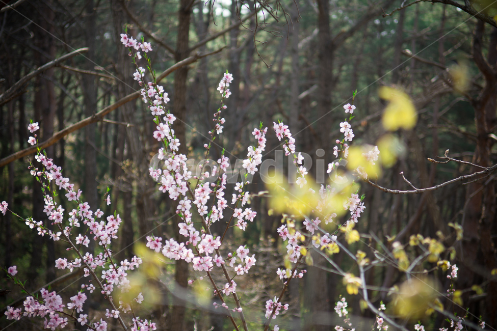 꽃,야생화,식물,자연,숲,초록,봄,forest,flower