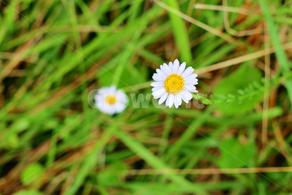 꽃,계란꽃,들풀,봄,들꽃,식물,자연,plants,nature,꽃,flower