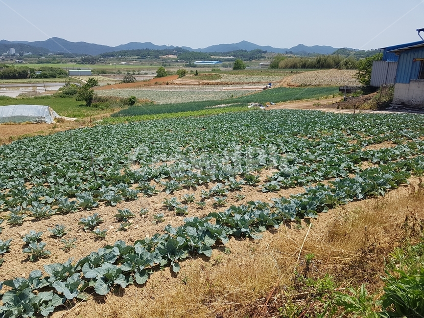 농작물,시골,수확,추수,농산물,산업,industry,industrial,농업,농사,agriculture,farming,farming industry